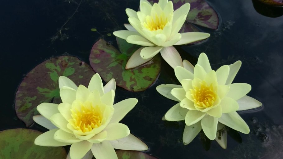 Водяные лилии семена Nymphaea