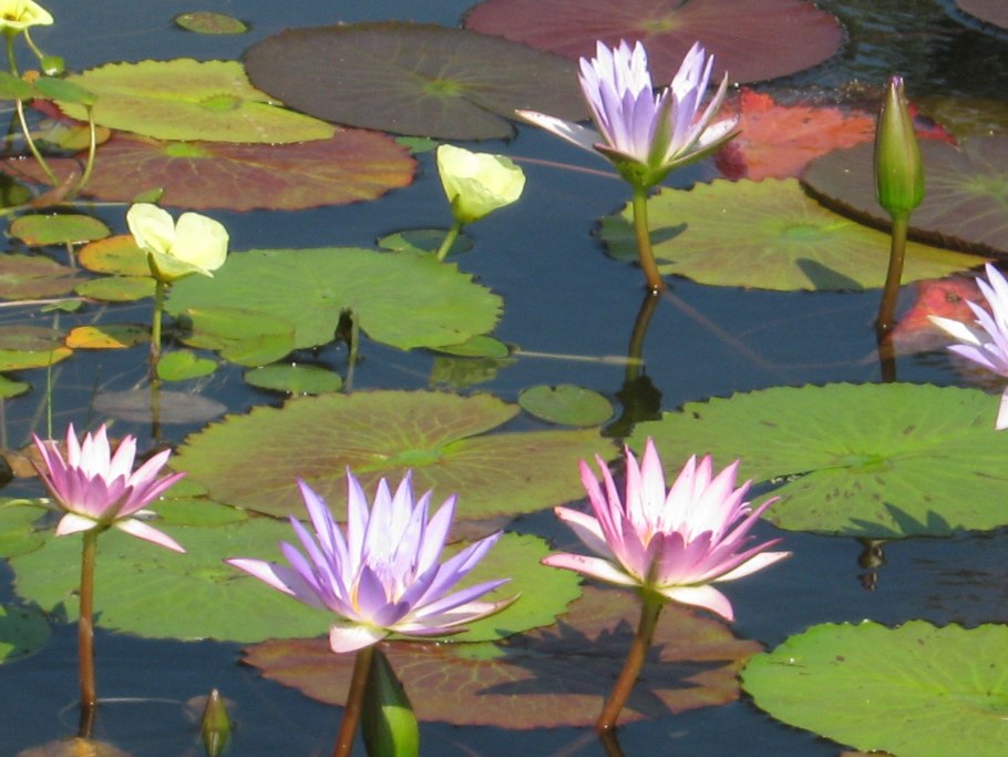 Ладожские шхеры Нерпа