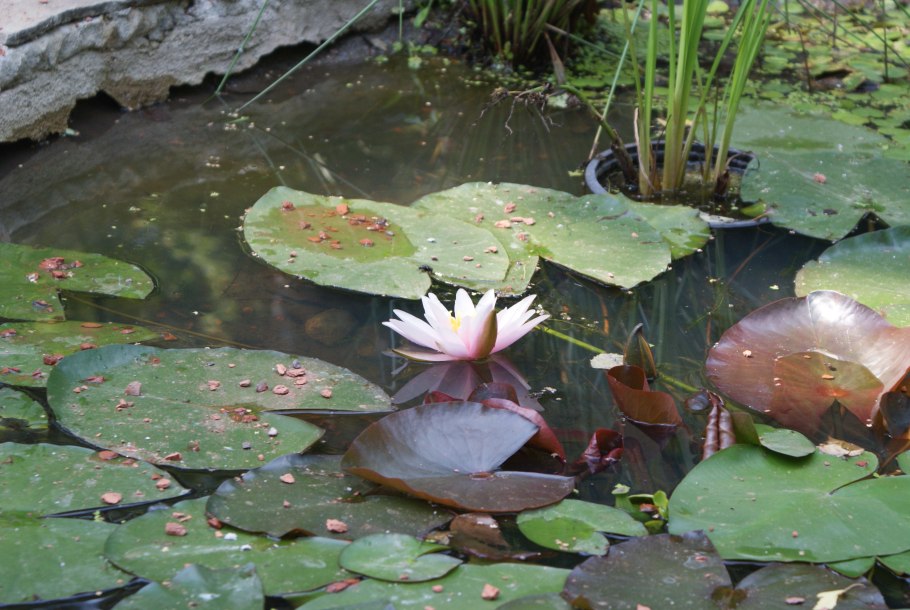 Нимфея Nymphaea Marliacea Chromatella