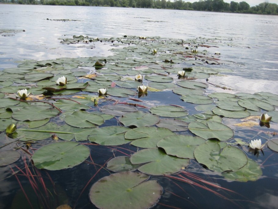 Водные растения на букву г