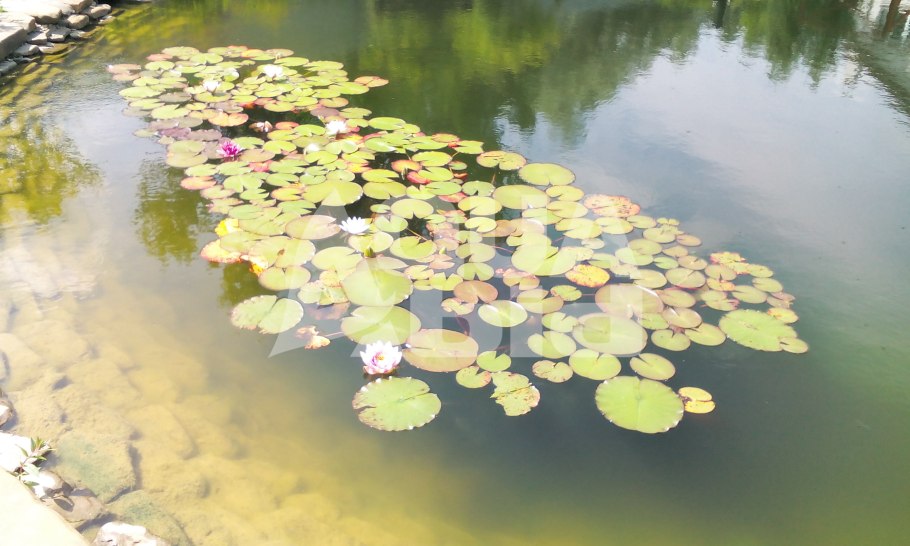 Остролист водное растение