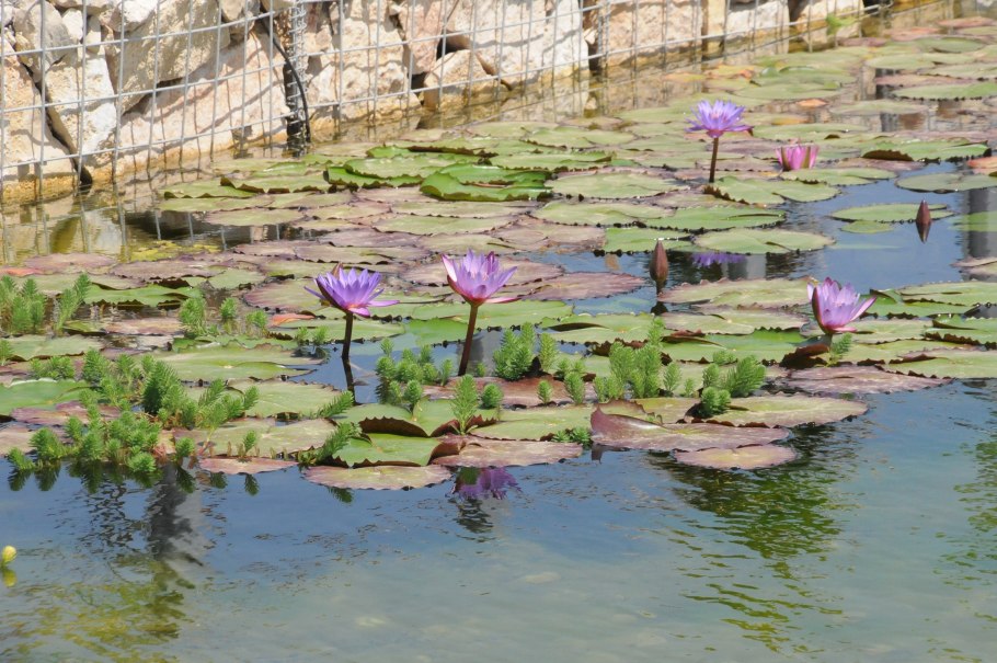 Водные растения на букву г