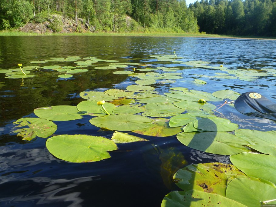 Водная растительность Ладожского озера