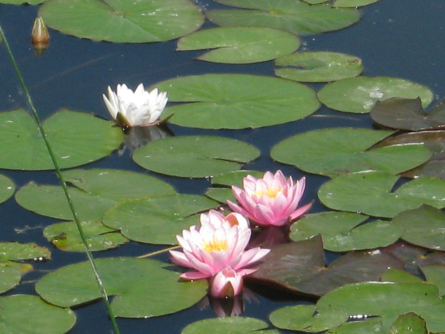 Водные растения в Оби