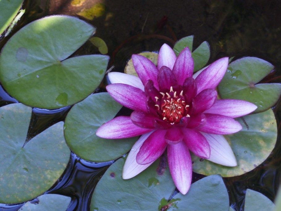 Колючее водное растение