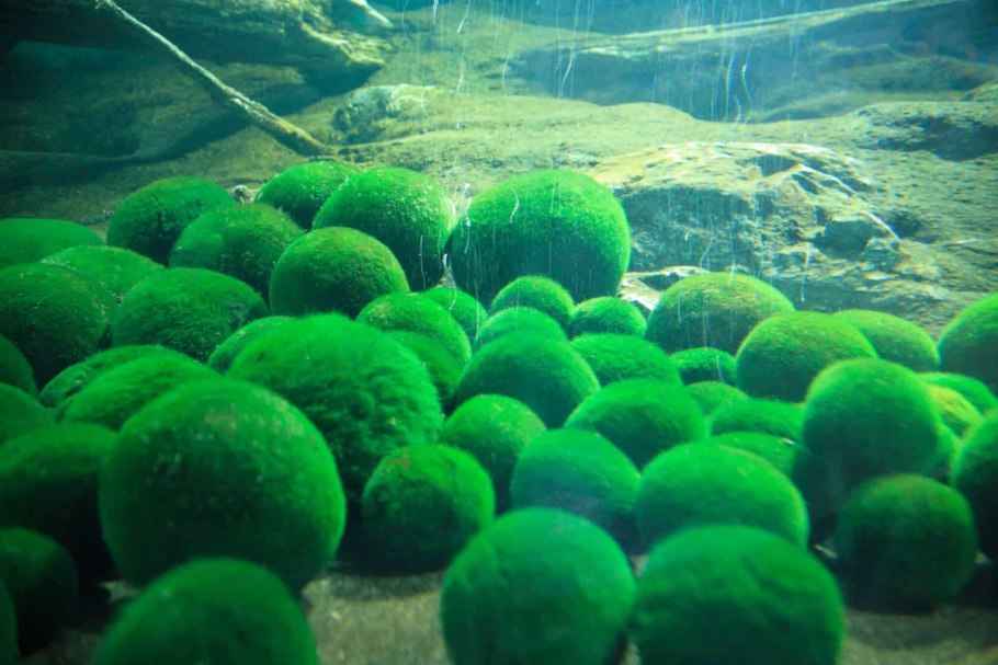 Эгагропила Линнея кладофора шаровидная