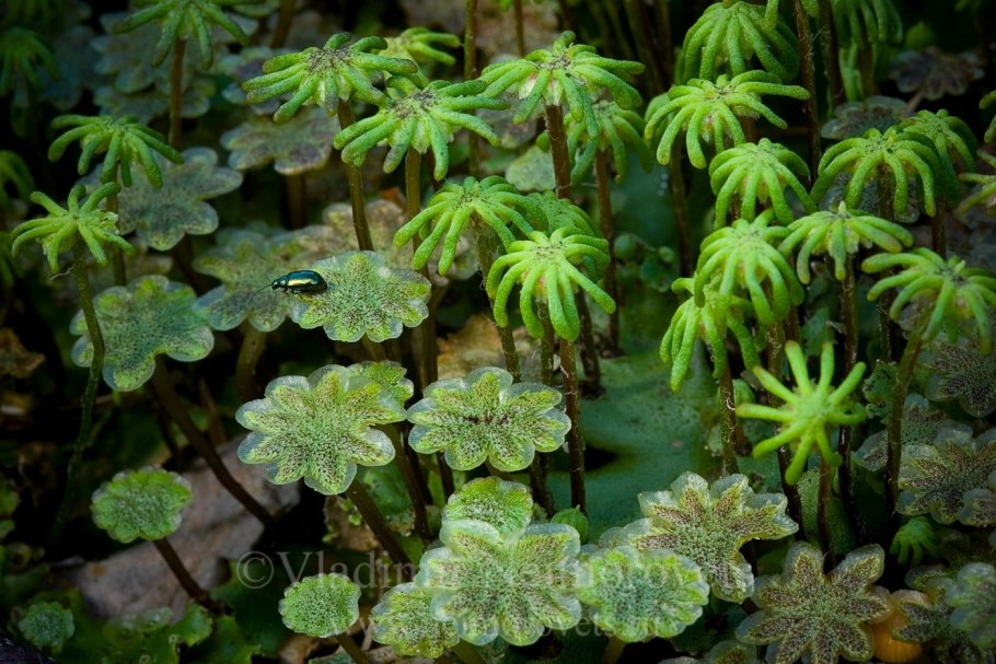 Крымская мухоловка