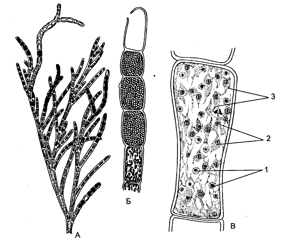 Кладофора строение клетки