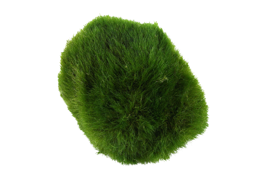 Плаун Баранец