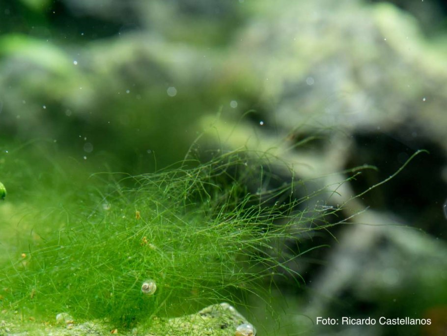 Кладофора нитчатая водоросль