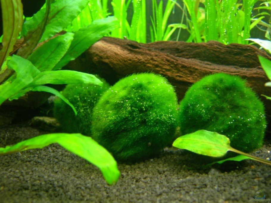 Кладофора Бродячая