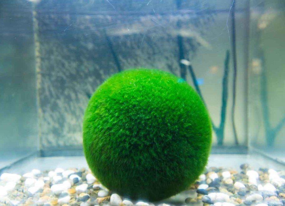 Эгагропила Линнея