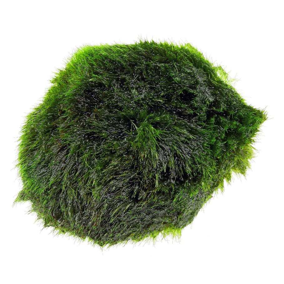 Эгагропила Линнея кладофора шаровидная