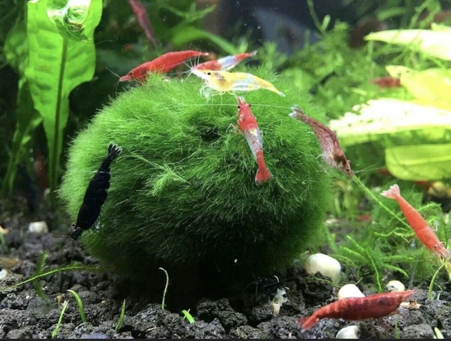 Эгагропила Линнея кладофора шаровидная