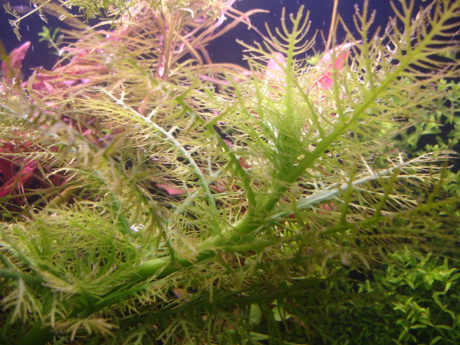 Венерина мухоловка