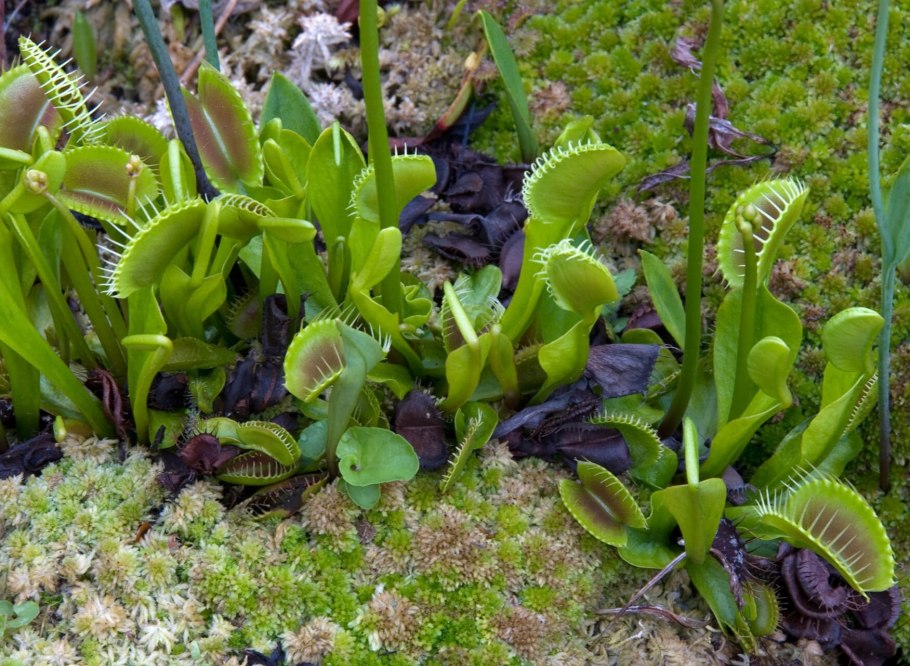 Эгагропила Линнея строение рисунок