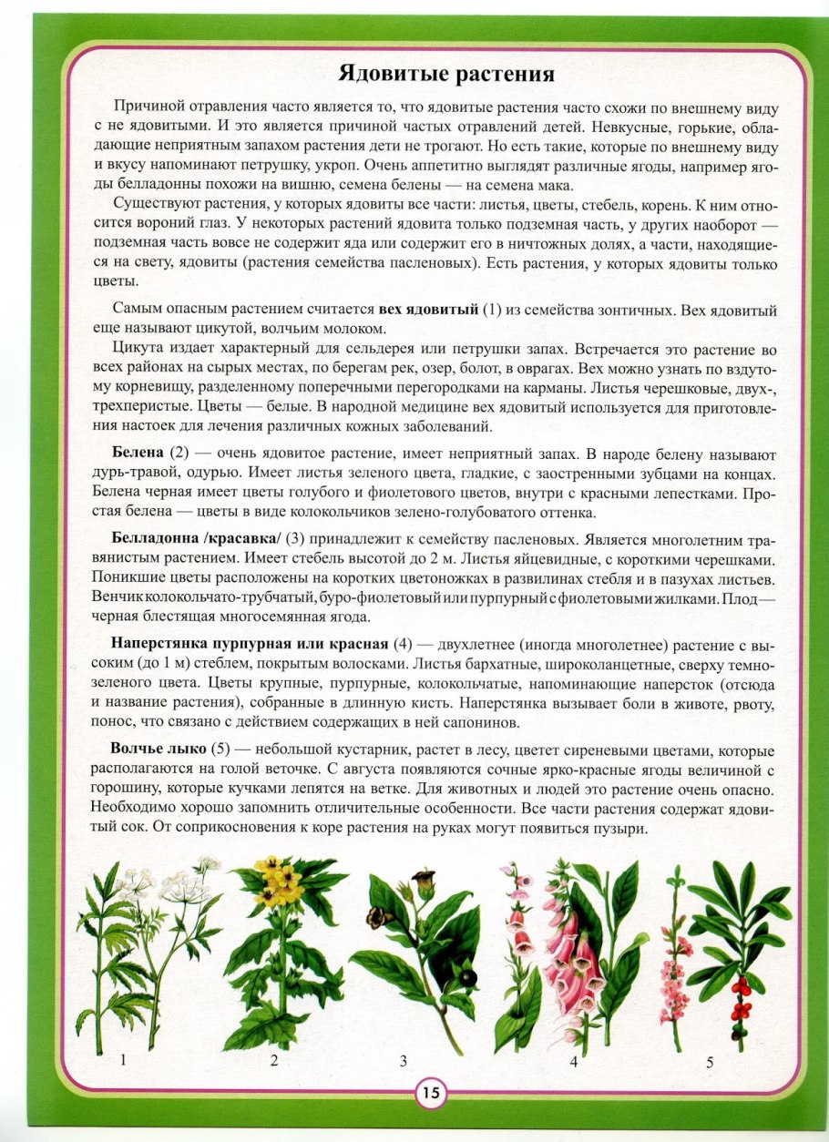 Съедобные дикорастущие растения