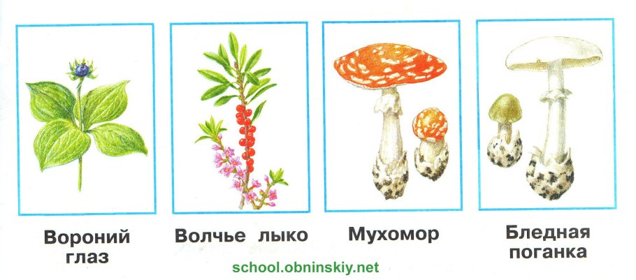 Костяника Урал