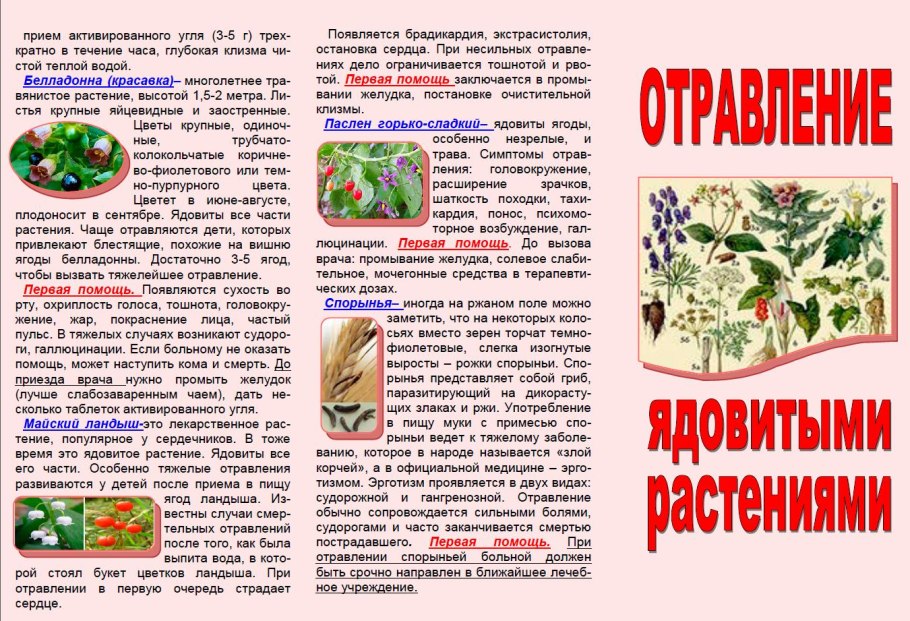 Мухомор ядовитое растение
