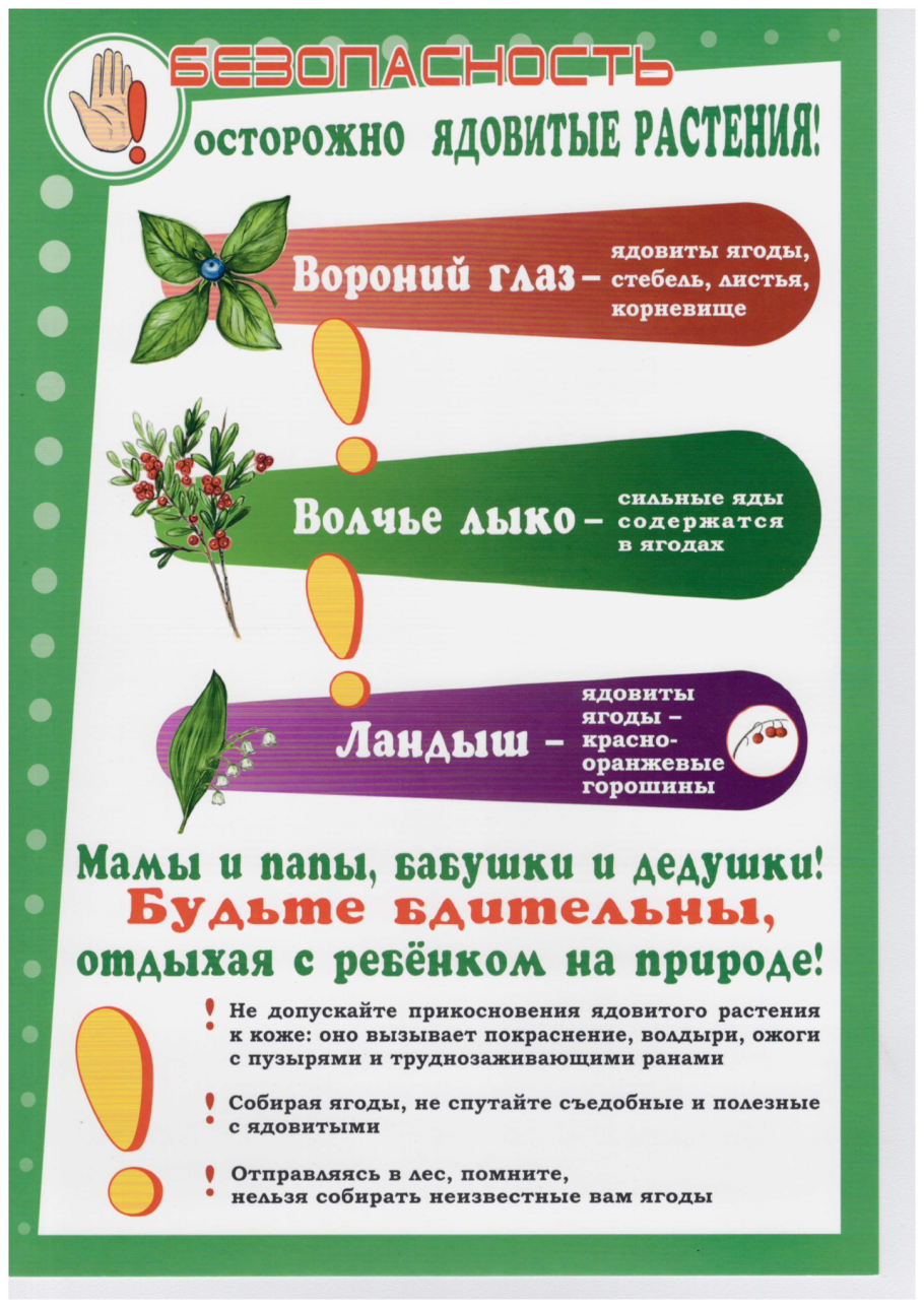 Несъедобные грибы и ягоды