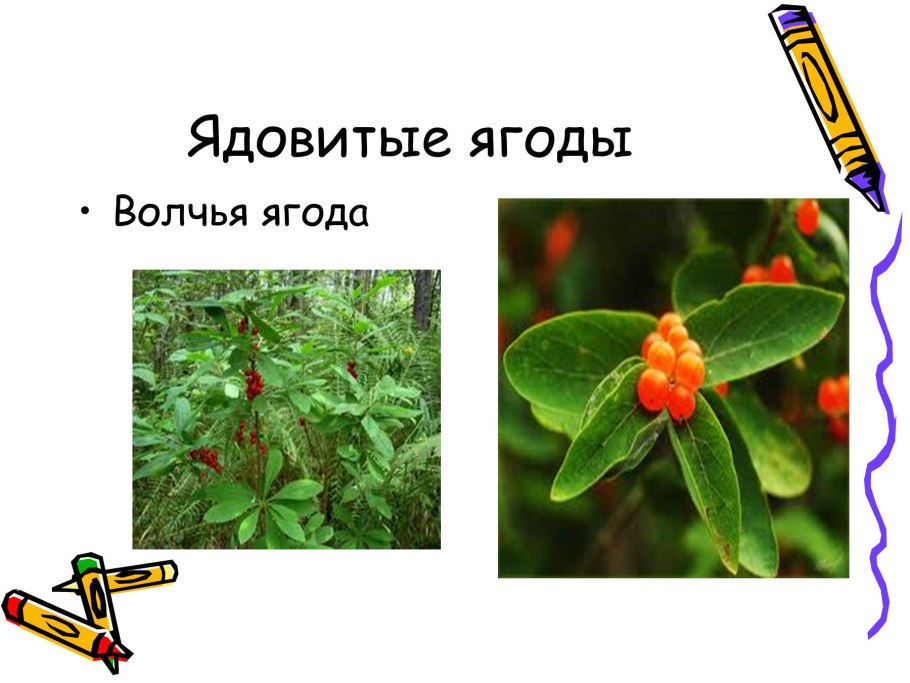 Несъедобные грибы и ягоды