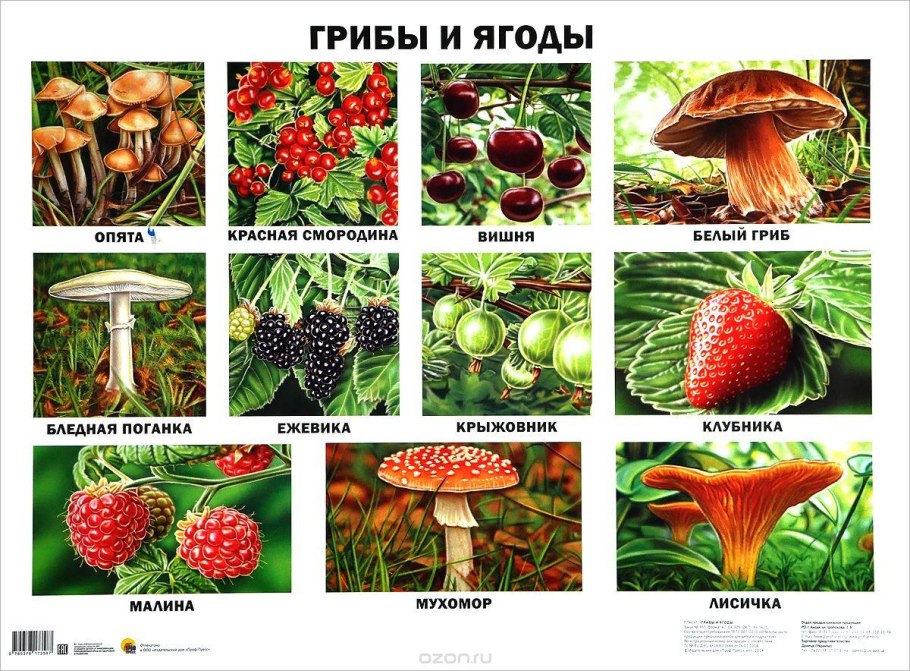 Опасные растения названия