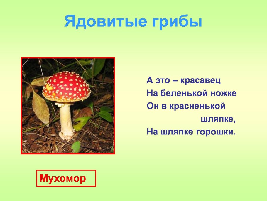 Памятка по предупреждению отравления грибами