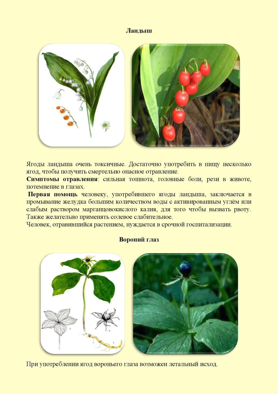 Ядовитые растения и грибы плакат