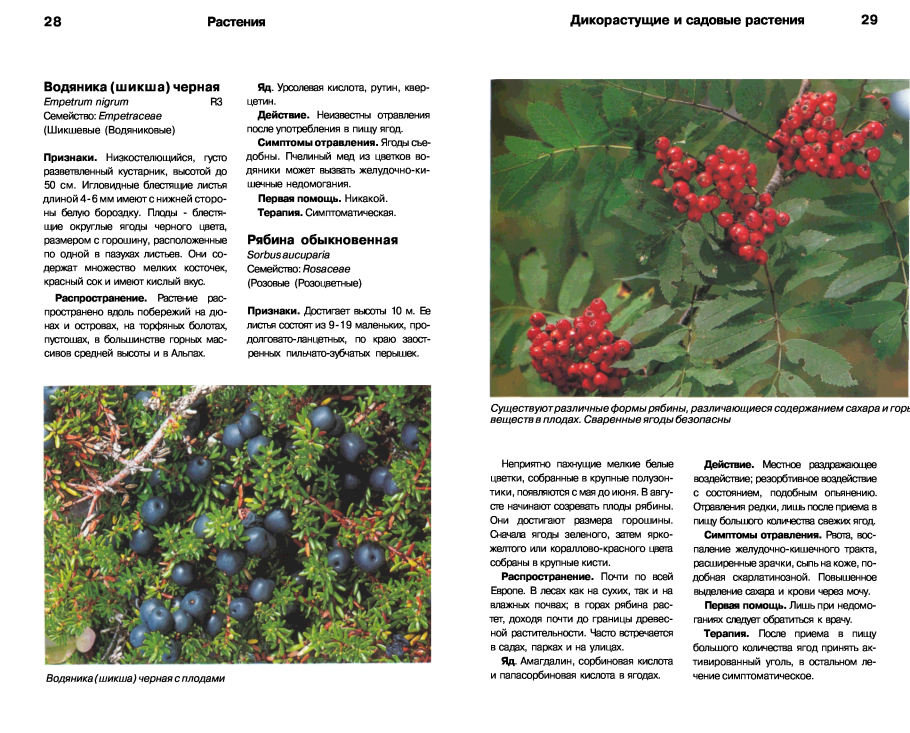 Ягоды съедобные и несъедобные Лесные ягоды