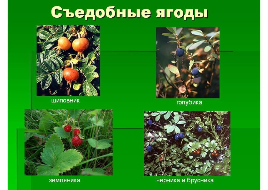 Памятку: «профилактика отравлений ядовитыми грибами».