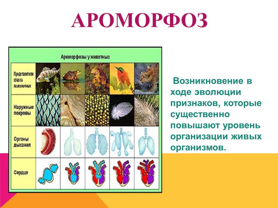 Моховидные сфагнум