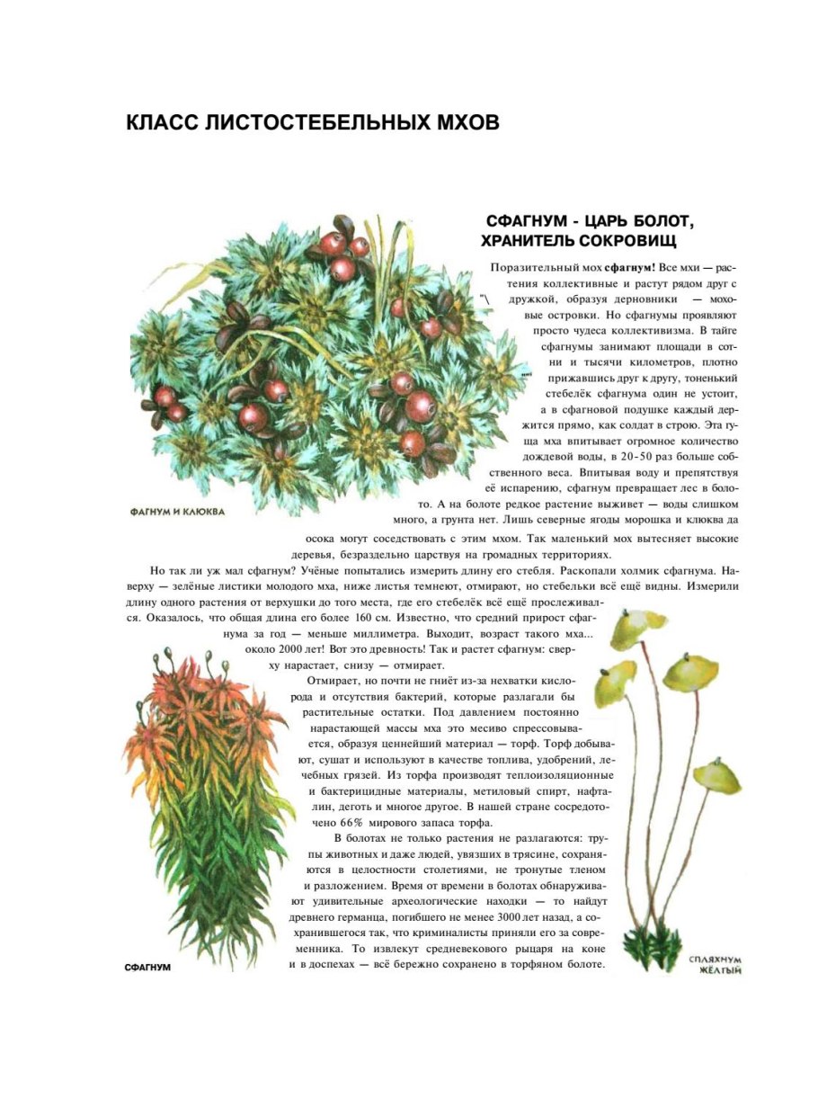 Листостебельные мхи представители