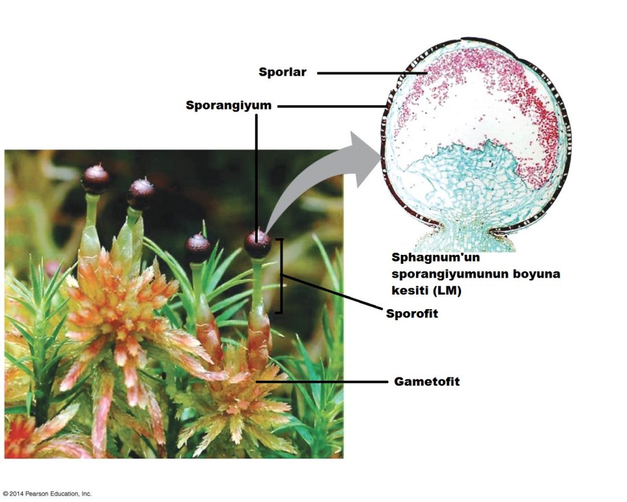 Циклы развития растений гаметофит спорофит
