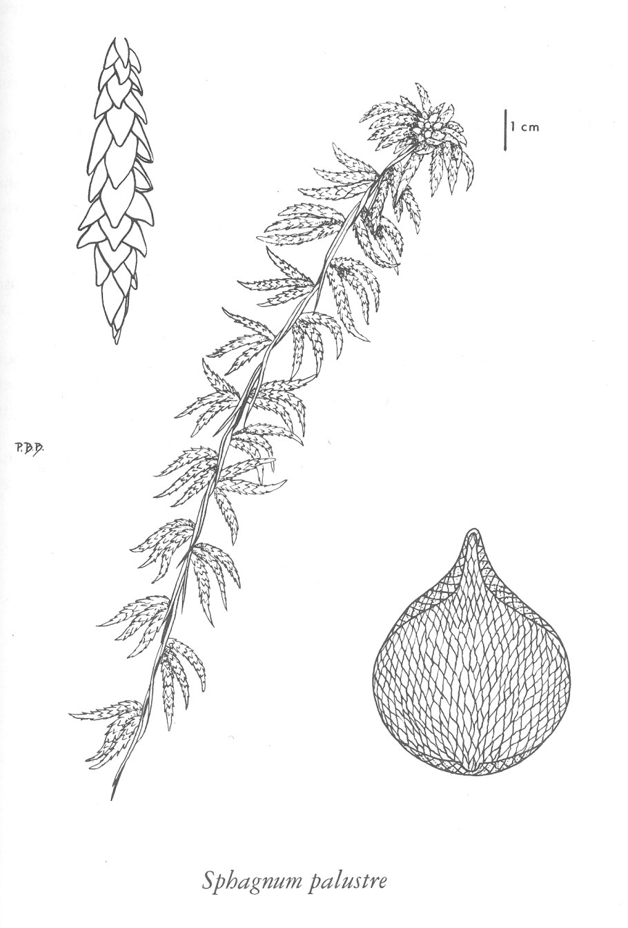 Мхи способствуют заболачиванию