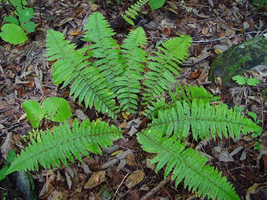 Polystichum lonchitis