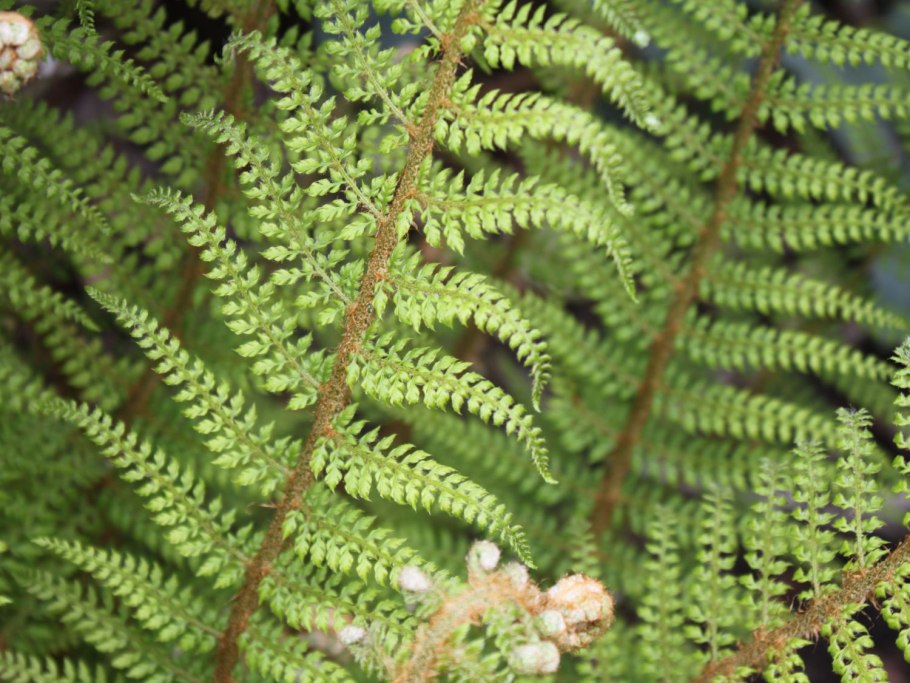 Polystichum setiferum