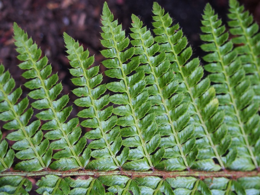 Многорядник Брауна Polystichum braunii