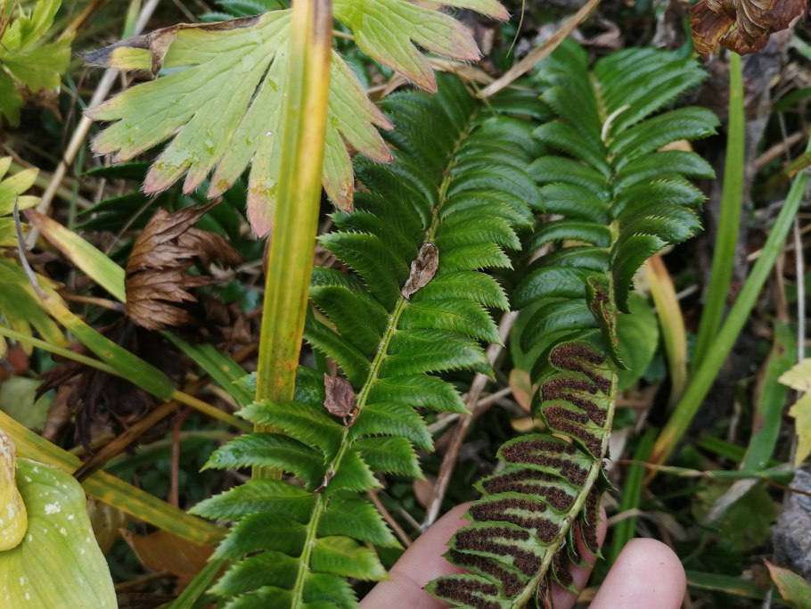 Polystichum makinoi
