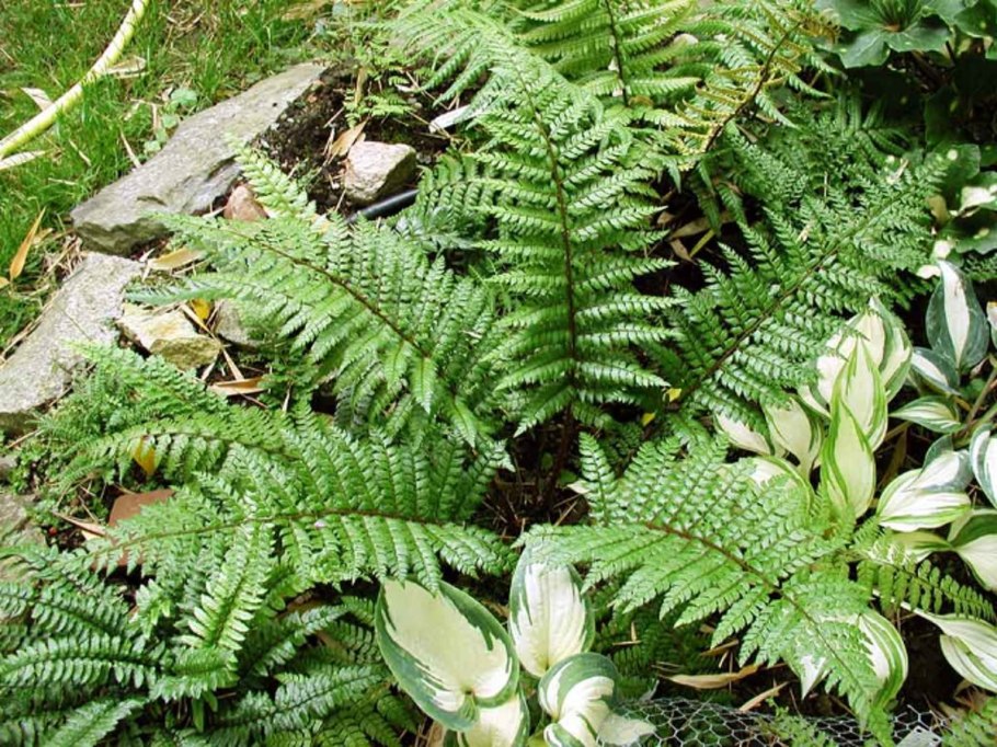 Папоротник Athyrium
