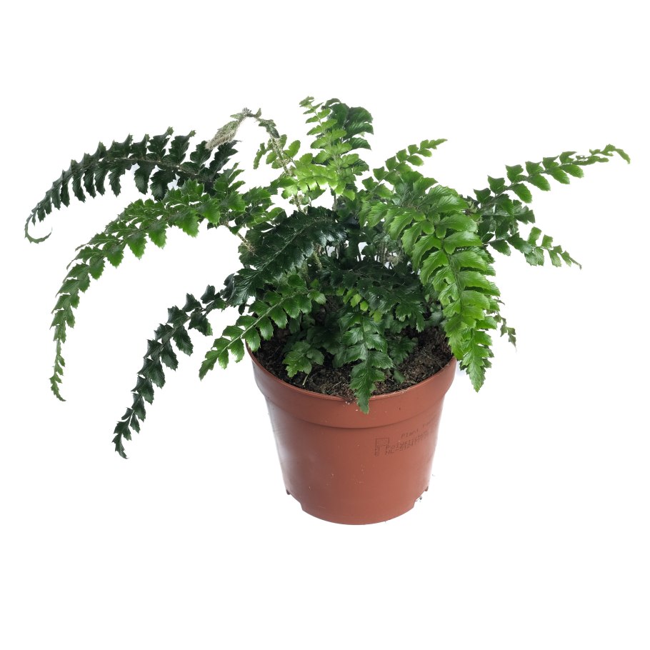 Многорядник Брауна