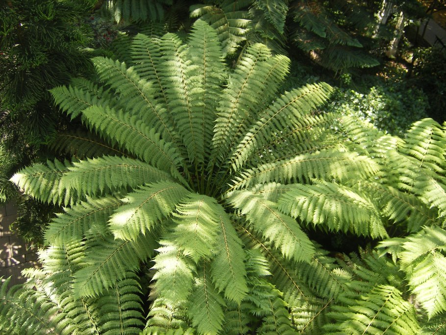 Многорядник Брауна