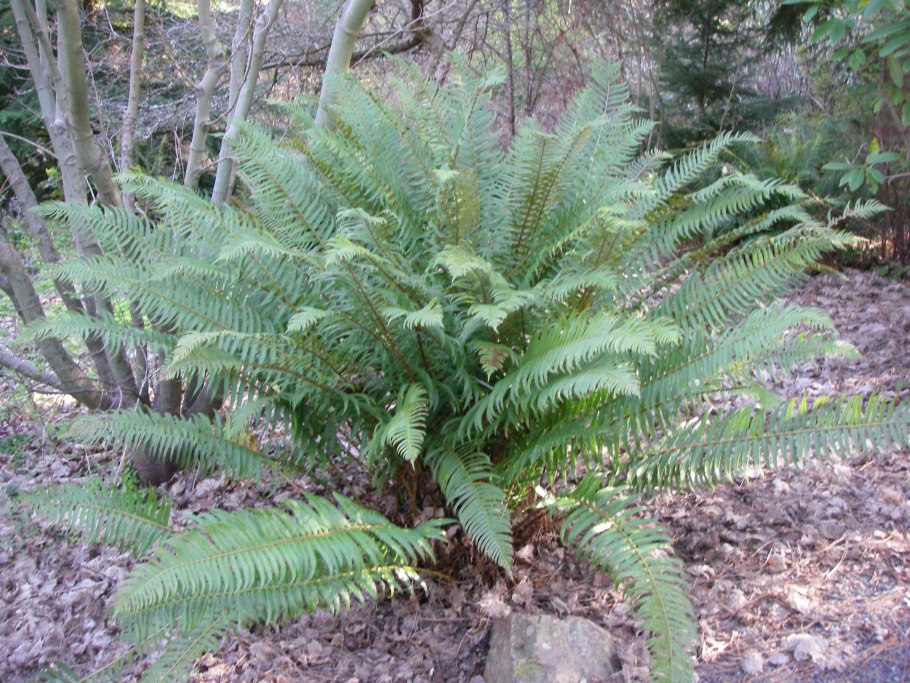 Папоротник Многорядник верхоплодный