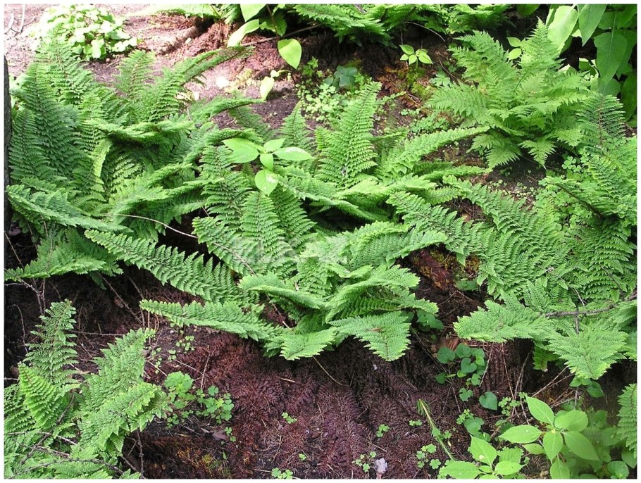Polystichum yunnanense