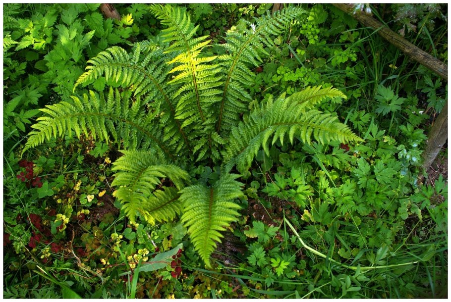 Polystichum aculeatum