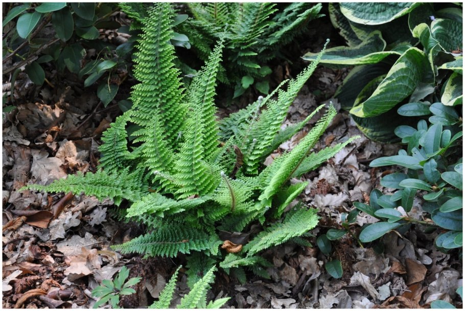 Многорядник защищенный munitum