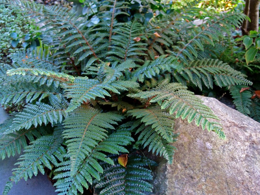 Многорядник Брауна Polystichum braunii
