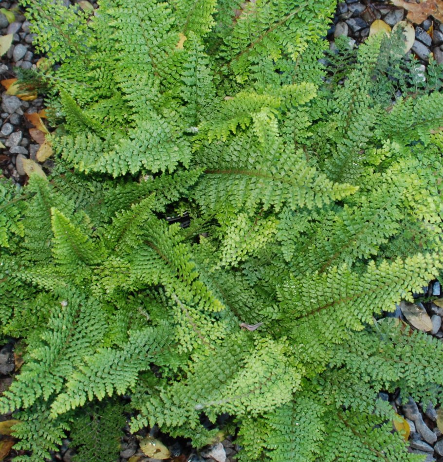 Многорядник щетинковый plumosum