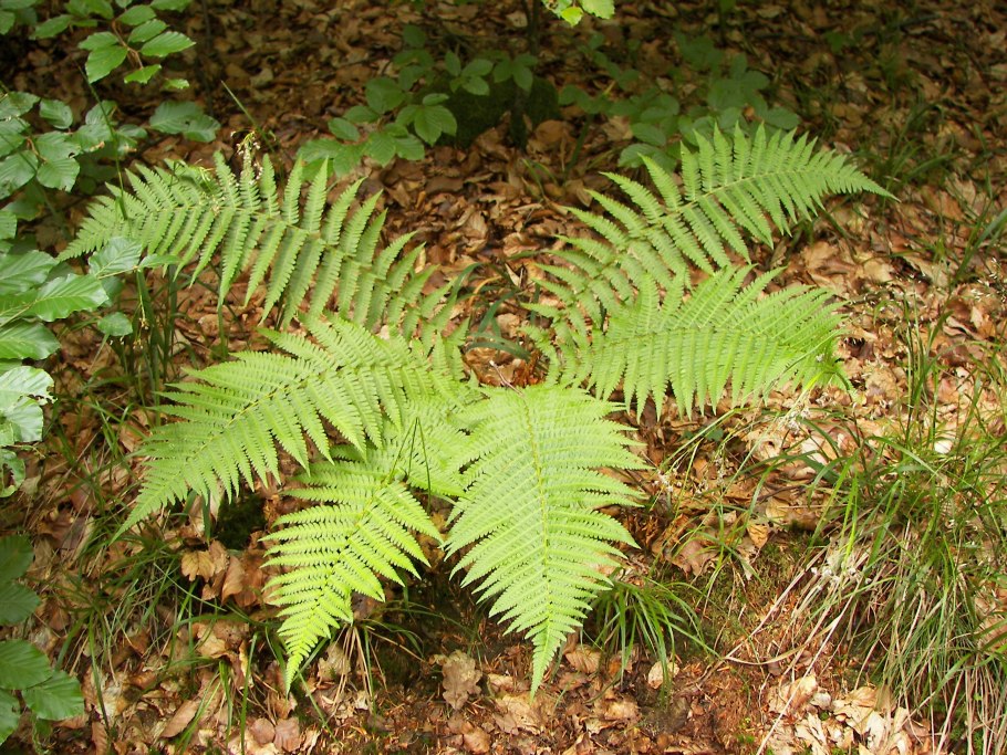 Polystichum aculeatum