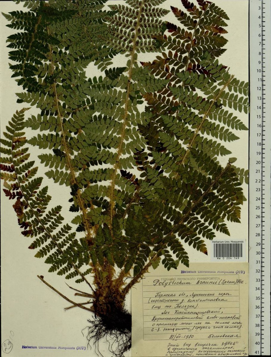 Папоротник адиантум стоповидный Adiántum pedátum