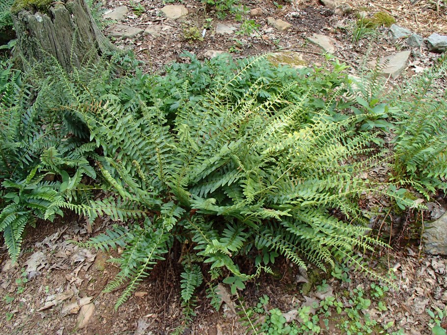 Многорядник Брауна описание